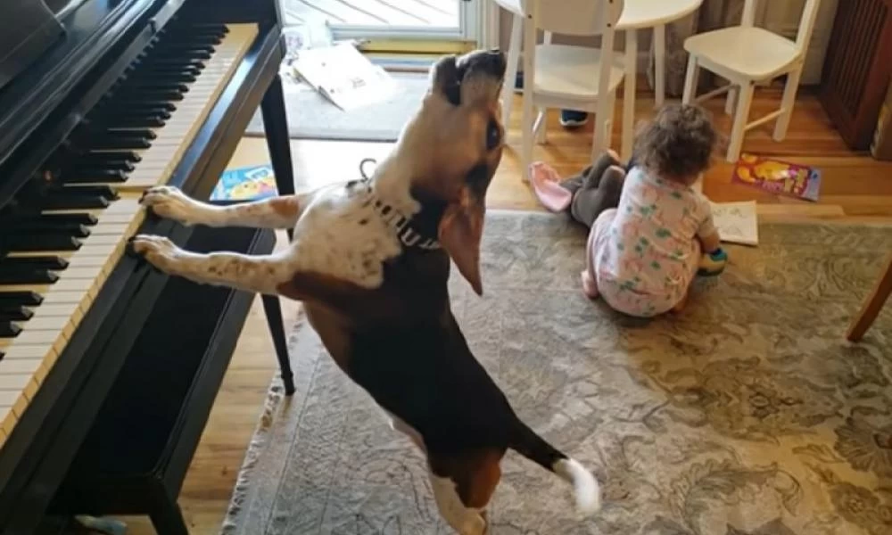 «Έριξε» το διαδίκτυο! Σκύλος παίζει στο πιάνο και το κοριτσάκι χορεύει (βίντεο)